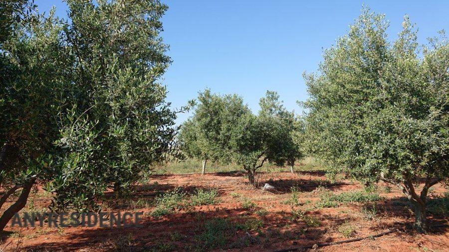 Development land Attica, photo #8, listing #2554059
