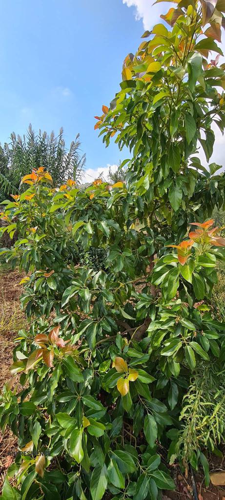 Development land Varipetro, photo #8, listing #2114546
