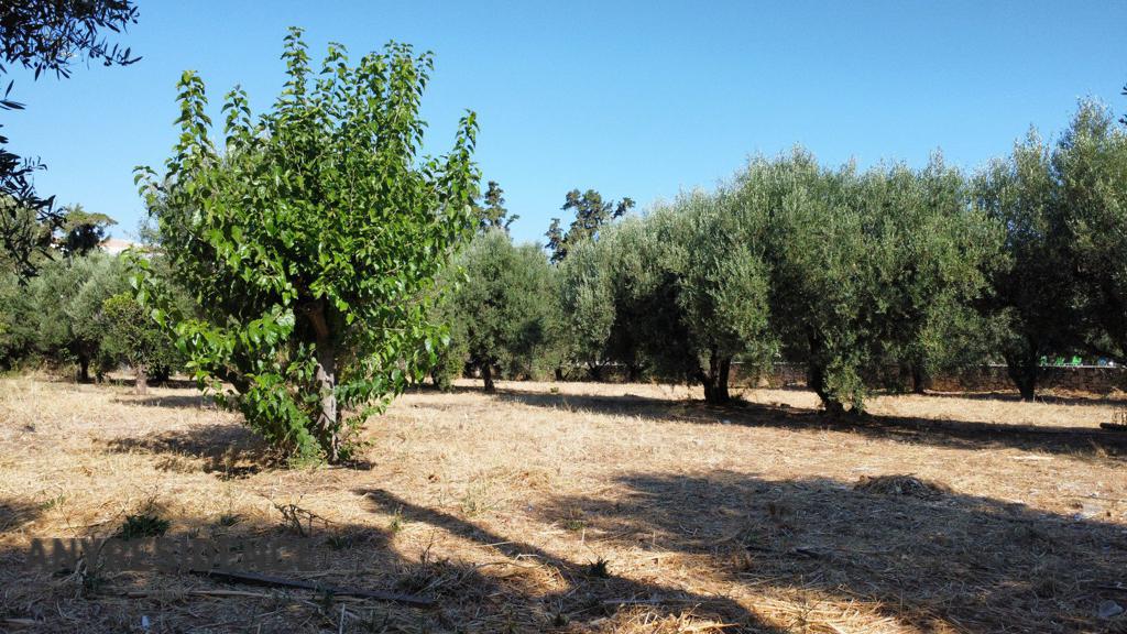 Development land Platanias, photo #7, listing #2545225