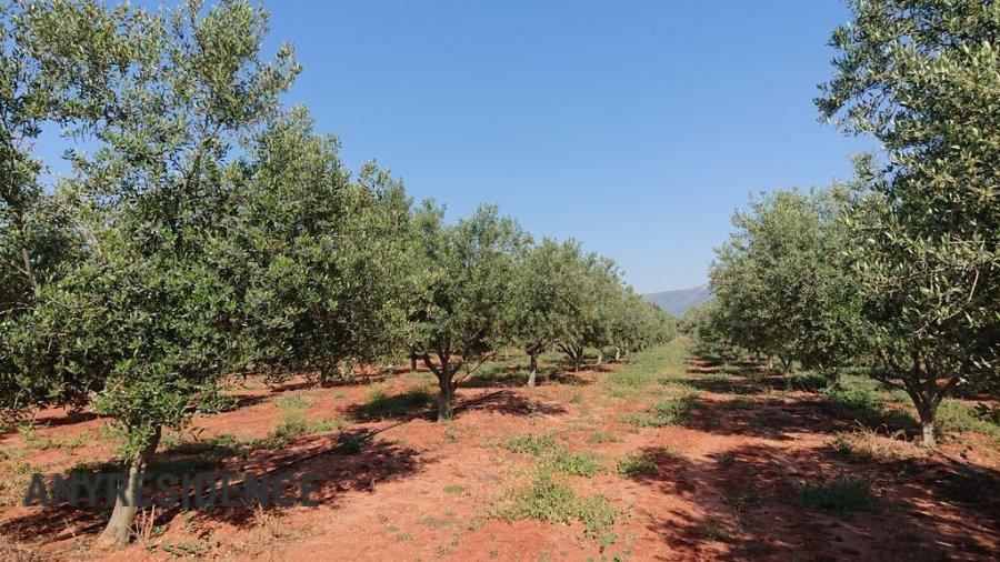 Development land Attica, photo #2, listing #2554059